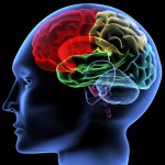 Brain Brain