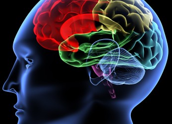 Brain Anatomy