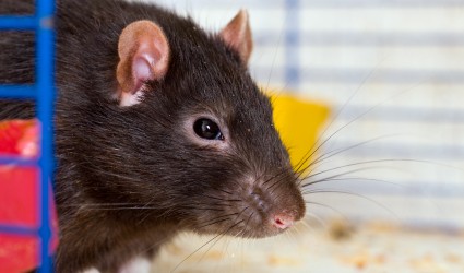 Skinner’s Radical Behaviorism