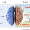 right brain vs. left brain